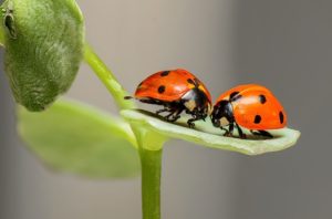 Les coccinelles