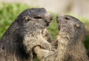 Marmottes